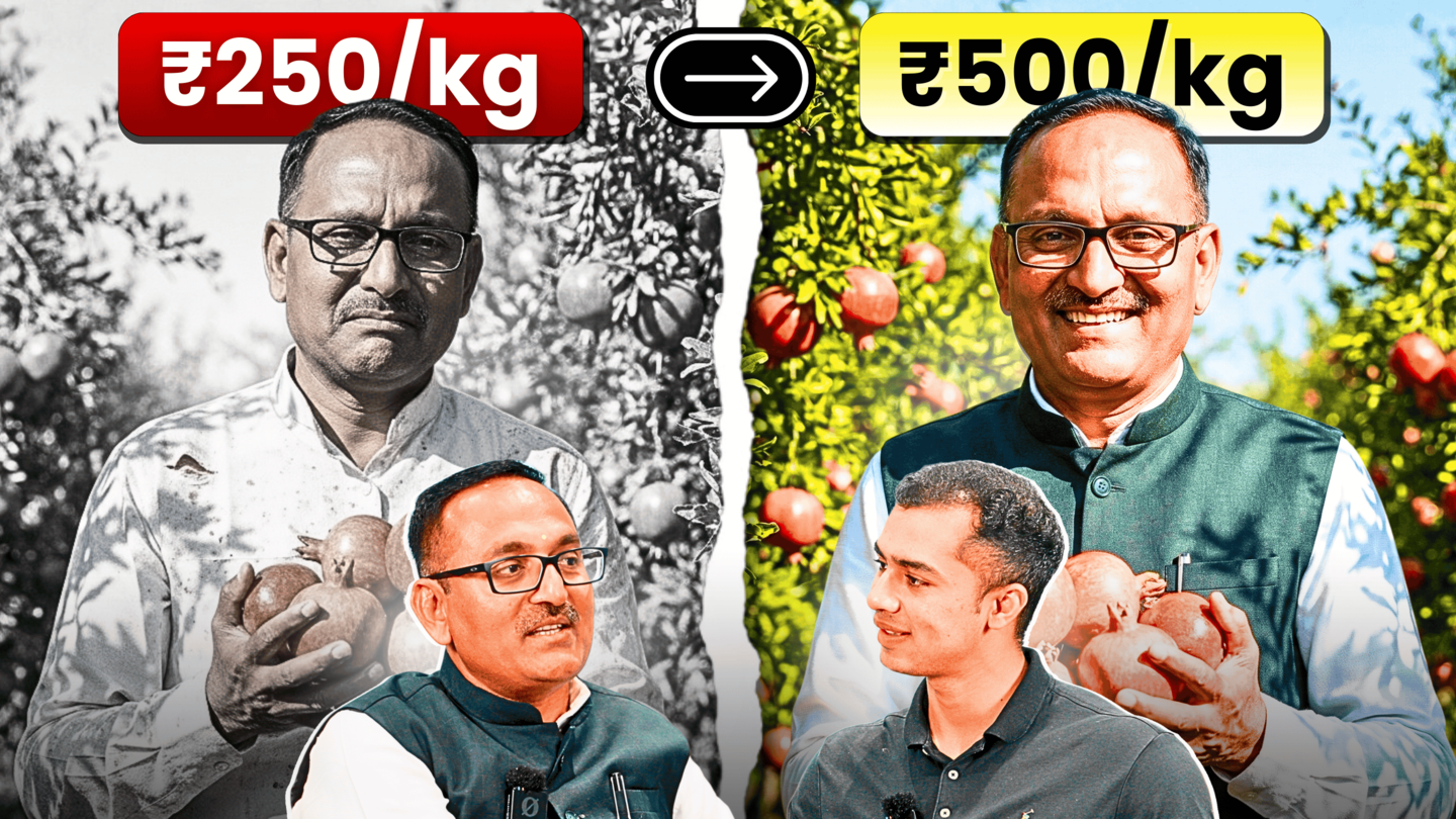 Pomegranate Farming Masterclass Millions